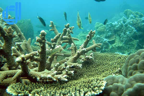 tour bắc giang đà nẵng 4 ngày 3 đêm đi cù lao chàm lặn ngắm san hô