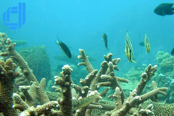 tour du lịch an giang đà nẵng lặn ngắm san hô cù lao chàm 3 ngày 2 đêm