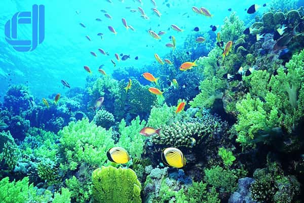 ngày 2: tour sơn la đi đà nẵng 3 ngày 2 đêm khám phá cù lao chàm lộng gió